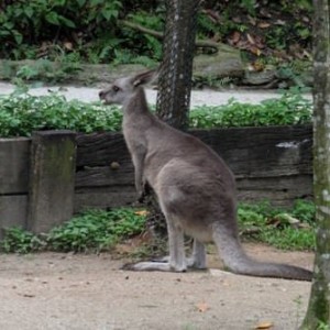 Singapore Zoo