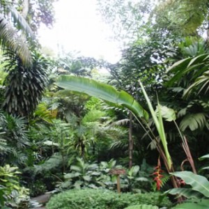 Rainforest. Singapore Zoo.