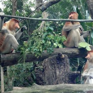 Singapore Zoo