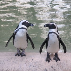 LONDON ZOO