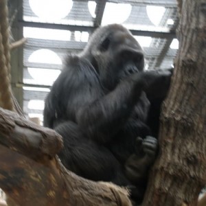 LONDON ZOO