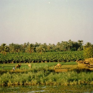Egypt