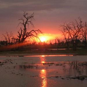 Sunset at Dead Tree Island