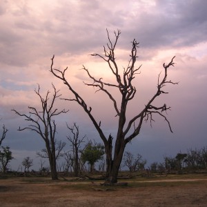 Dead Tree Island