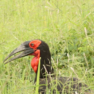 Hornbill - Tarangire NP