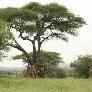 καμηλοπαρδάλεις στο Tarangire NP