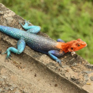 Akama lizard