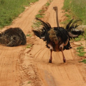 Tarangire NP