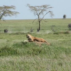 Ο άρχοντας στο Serengeti