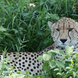 η αρχόντισσα του Serengeti