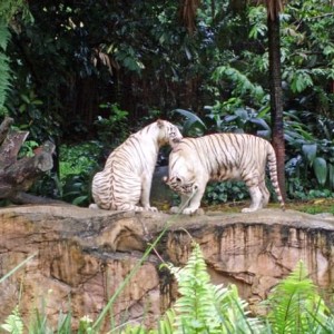 Σιγκαπούρη, ζωολογικός κήπος