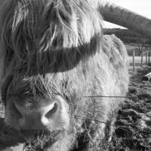Hamish! Η πολυφωτογραφισμένη αγελάδα της Σκωτίας!