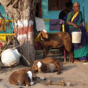 india