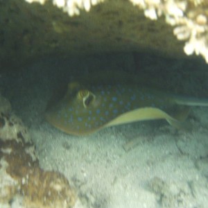 Perhentian island