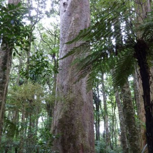 Δένδρο kauri