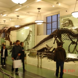 Μουσείο Αμερικάνικης Φυσικής Ιστορίας