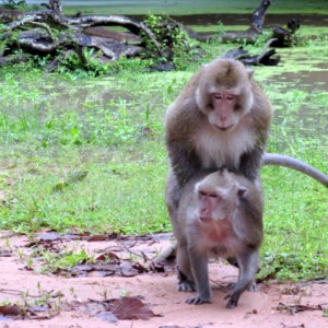 Αngkor Wat