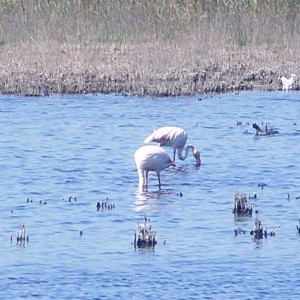 Camargue