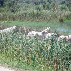 Camargue