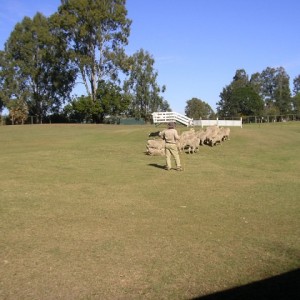 Lone Pine Koala Sanctuary