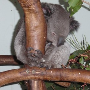 Featherdale Wildlife Park. Koala.