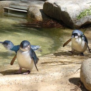 Featherdale Wildlife Park