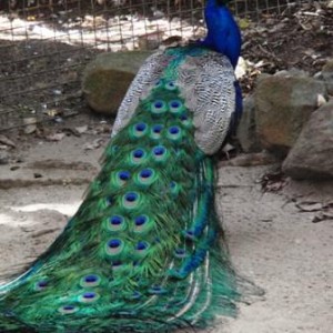 Featherdale Wildlife Park