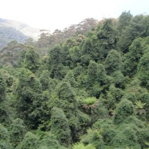 World Heritage listed Rainforest