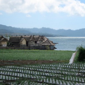 Ορυζώνες στη λίμνη Batur