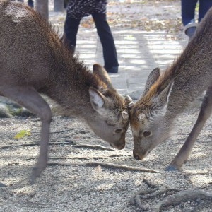 Ελαφάκια στην Miyajima