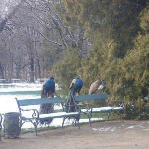 Lazienki Park, Βαρσοβία