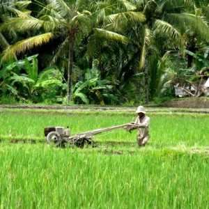 BALI