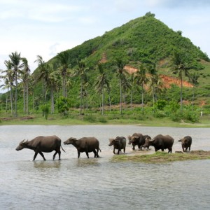 LOMBOK