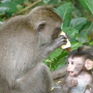 monkey_forest