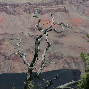 Grand canyon