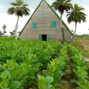 Cuba - Pinar del Rio