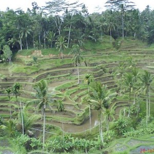 RICE FIELDS-BALI