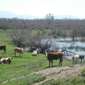 δέλτα του Έβρου