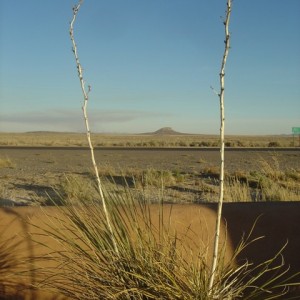 New Mexico Desert, NM