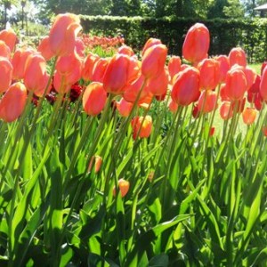 Ανθισμένο Keukenhof 3/5/2011