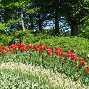 Ανθισμένο Keukenhof 3/5/2011