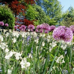 Ανθισμένο Keukenhof 3/5/2011