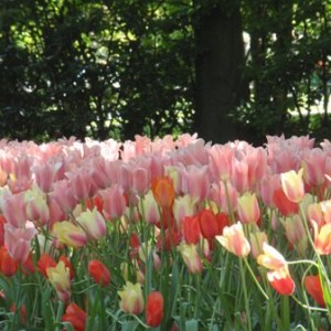 Ανθισμένο Keukenhof 3/5/2011