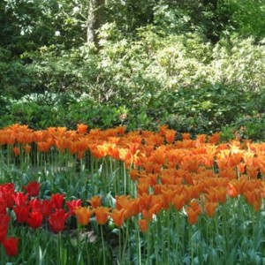 Ανθισμένο Keukenhof 3/5/2011