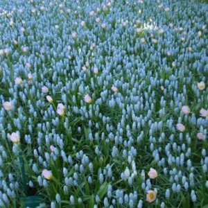 Ανθισμένο Keukenhof 3/5/2011