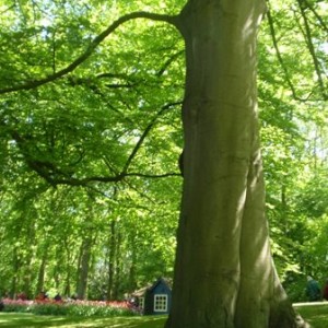 Ανθισμένο Keukenhof 3/5/2011