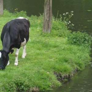 Edam (cheese and the city)