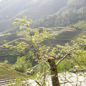 Longsheng Terrace Field