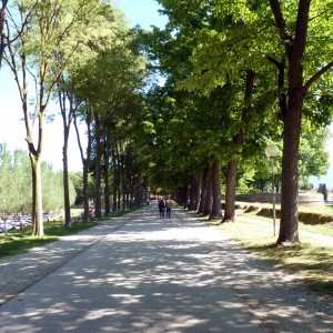 Lucca - Passeggiata delle Mura