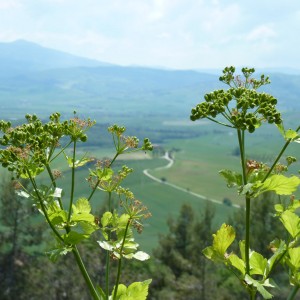 Val d'Orcia